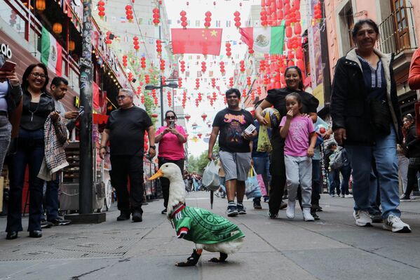 Merlin, un pato que lleva la camiseta de la selección mexicana de fútbol, camina por el barrio Chino de la Ciudad de México. - Sputnik Mundo