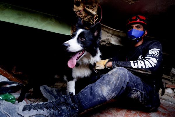 Un perro de rescate trabaja entre los escombros de un edificio derrumbado tras los terremotos en La Guaira. - Sputnik Mundo