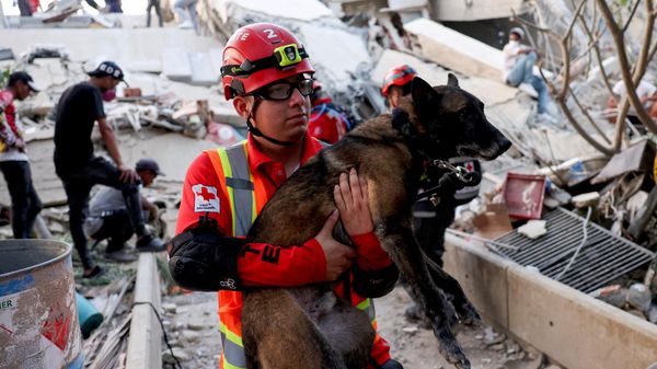 No solo hay lamentos humanos entre las ruinas: así es como los veterinarios de Venezuela luchan incansablemente por cada latido  - Sputnik Mundo