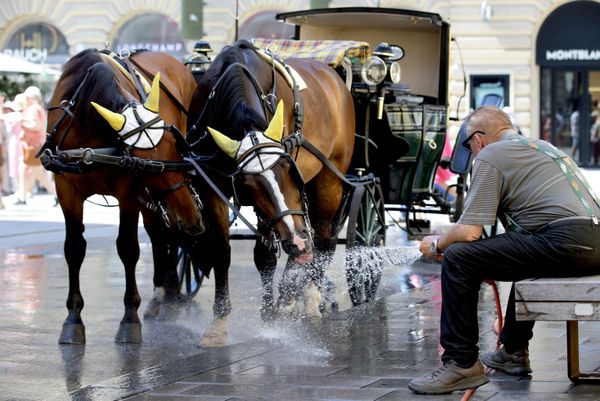 Un cochero refresca a sus caballos en un caluroso día en el centro de Viena. - Sputnik Mundo