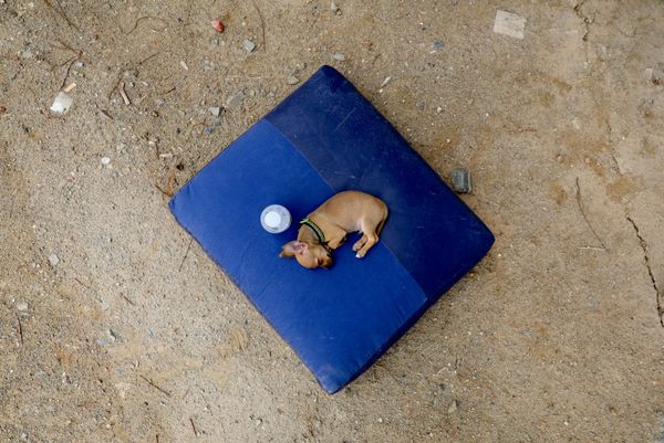 Un perro trata de descansar mientras los equipos de rescate trabajan en el lugar donde se derrumbó un edificio tras el doble terremoto en Venezuela - Sputnik Mundo