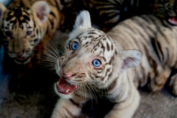 Un cachorro de tigre blanco (tigre de Bengala) en el Zoológico Nacional de Cuba, nacido y criado con éxito a pesar de las dificultades operativas derivadas del bloqueo energético impuesto por EEUU. - Sputnik Mundo
