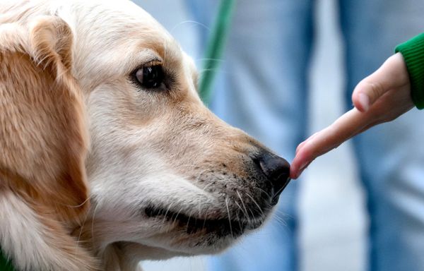 La presidenta del festival, Anna Tíjonova, declaró que el objetivo principal del certamen es convertirse en la voz de los animales.Según explicó, son las personas quienes deben actuar como sus portavoces, ya que los animales no pueden pedir ayuda ni contar sus propios problemas. - Sputnik Mundo