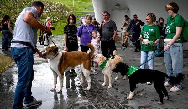 La presidenta señaló que, durante la selección de la programación, quedó claro que actualmente existen pocas producciones cinematográficas de calidad dedicadas a los animales.Por ello, el festival aspira no solo a presentar las mejores obras, sino también a inspirar a una nueva generación de directores y espectadores a reflexionar sobre la humanidad, la compasión y la responsabilidad individual. - Sputnik Mundo