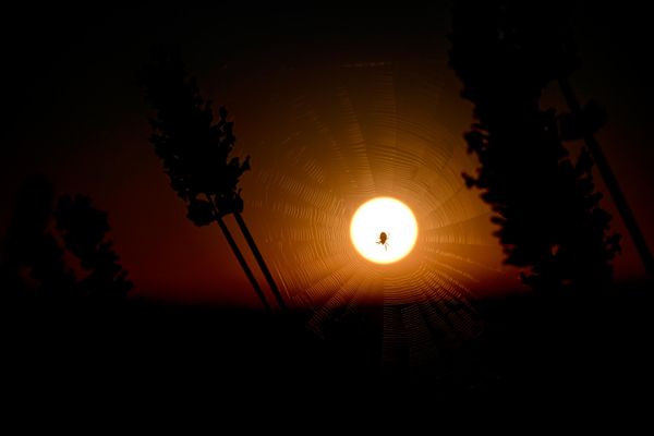 El sol ilumina una plantación de lavanda en la región de Bajchisarái, en Crimea. - Sputnik Mundo
