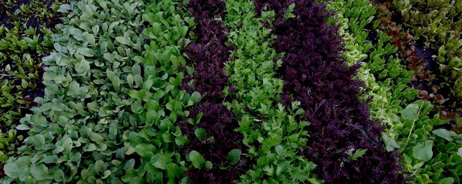Cultivo de lechuga en México - Sputnik Mundo, 1920, 18.07.2026
