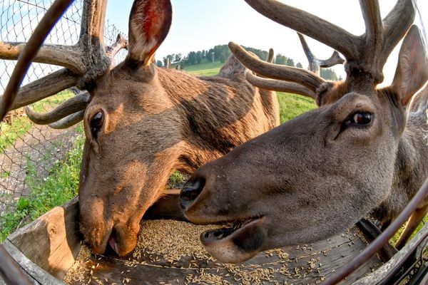 Ciervos, también conocidos como marales del Altái, en el territorio de una granja en la república rusa de Altái. - Sputnik Mundo