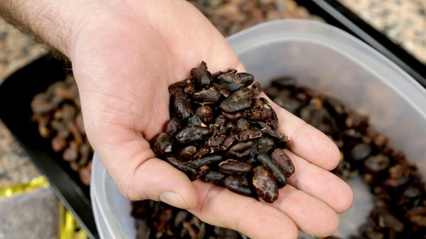 Cacao - Sputnik Mundo
