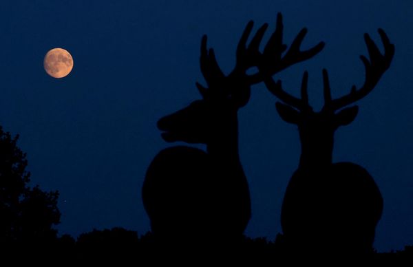 Las siluetas de unos ciervos contra la luna, próxima a alcanzar su fase de Luna llena de сiervo el 29 de julio, mientras se eleva sobre el Richmond Park de Londres, el Reino Unido. - Sputnik Mundo