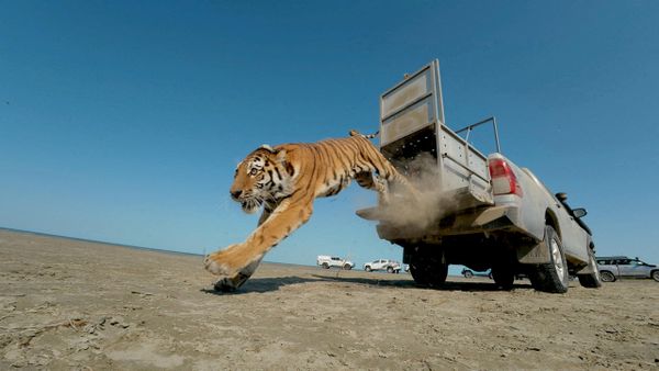 La tigresa de Amur Umit salta de una camioneta mientras es liberada en la naturaleza como parte de un programa de recuperación de la población de tigres, marcando el primer regreso de la especie al hábitat natural de Kazajistán en más de 70 años, en la Reserva Natural Estatal de Ile-Baljash, en la región de Almatí, Kazajistán. - Sputnik Mundo