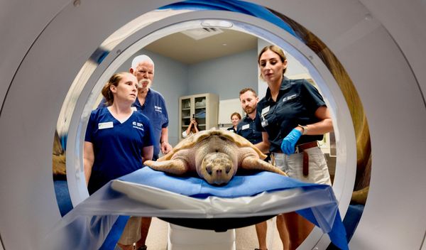 Rhossi, una tortuga marina lora —especie en peligro crítico de extinción— es preparada para someterse a una tomografía computarizada en el zoológico de Houston, Texas, EEUU. - Sputnik Mundo