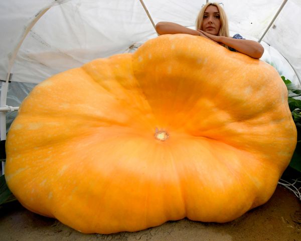 Una participante del concurso nacional ruso de hortalizas gigantes en Moscú muestra la calabaza que cultivó.El perímetro de la hortaliza es de 3,5 metros y su peso, de unos 390 kilogramos. - Sputnik Mundo