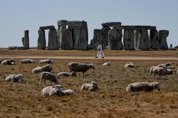 Un rebaño de ovejas junto al antiguo círculo de piedras de Stonehenge, en Wiltshire, Reino Unido. - Sputnik Mundo