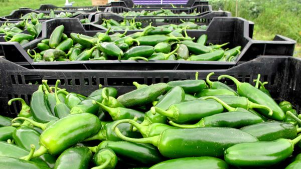 Chiles jalapeños. - Sputnik Mundo