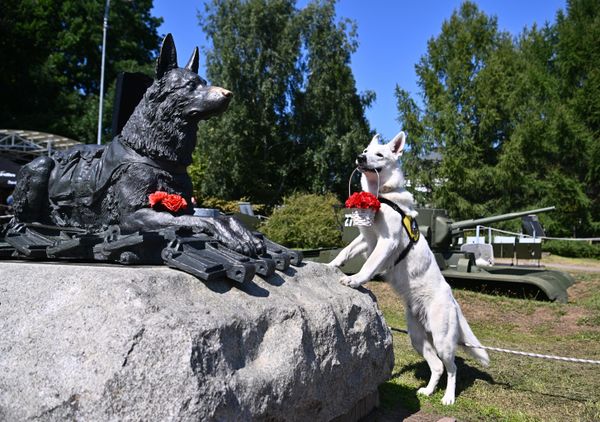 Un perro sostiene flores en sus dientes junto al monumento dedicado a Dina —perra que sirvió en la Gran Guerra Patria 1941-1945— durante el festival Día del Perro de Guerra en Moscú. - Sputnik Mundo