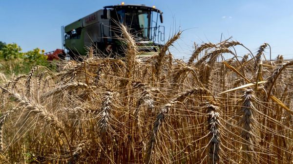 Los agricultores cosechan trigo en la región de Járkov, Ucrania - Sputnik Mundo
