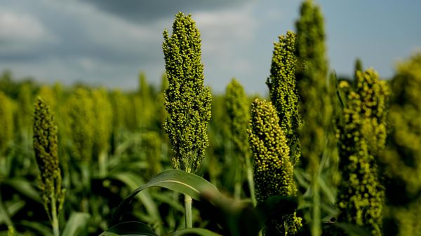 Plantas de sorgo.  - Sputnik Mundo