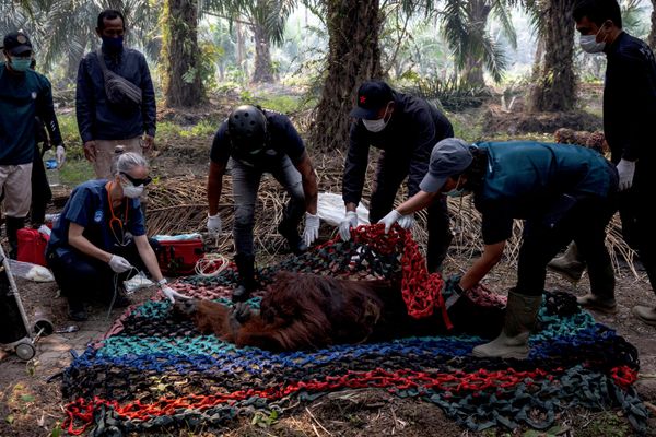 Rescatistas y veterinarios examinan al orangután llamado Sampurna, que salió lastimado por los incendios forestales, Indonesia. - Sputnik Mundo