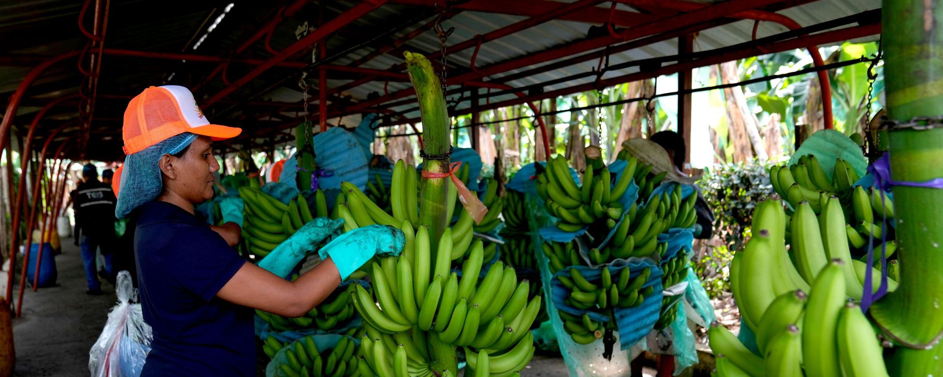 Trabajadora recogiendo bananos en Ecuador - Sputnik Mundo, 1920, 08.09.2026