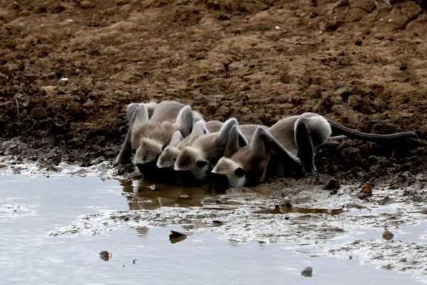 Un grupo de langures (Semnopithecus entellus) bebe los restos de agua de un estanque en el Parque Nacional de Yala, en Sri Lanka. - Sputnik Mundo