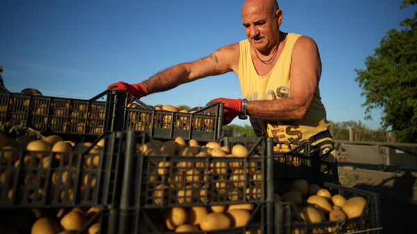 Un granjero apila cajas de papas en su granja en Italia - Sputnik Mundo