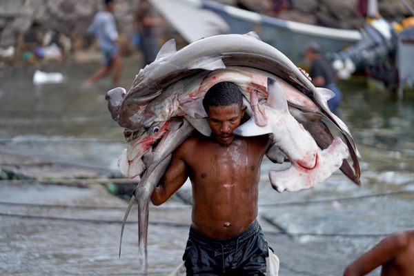 Un pescador lleva su captura, entre la que se encuentran tiburones martillo, en el mercado de pescado de Sirah, en Adén, Yemen. - Sputnik Mundo