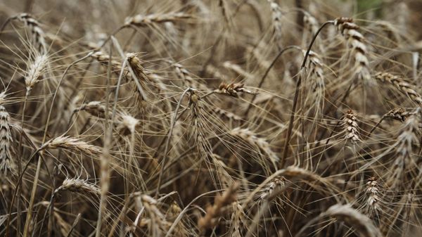 Trigo en un campo  - Sputnik Mundo