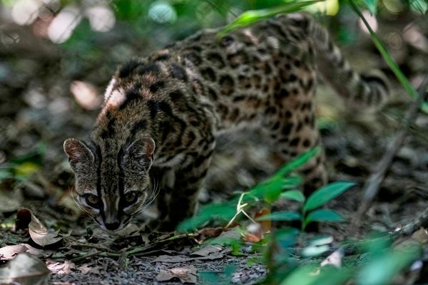 Un pequeño felino silvestre moteado, identificado como una nueva especie, Leopardus tilcayo, camina por el santuario de fauna Senda Verde, en la región de los Yungas de Bolivia, cerca de la ciudad de Coroico. - Sputnik Mundo