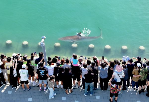 Personas fotografían a un tiburón que quedó atrapado en un canal desde el 18 de septiembre en Busan, Corea del Sur. - Sputnik Mundo