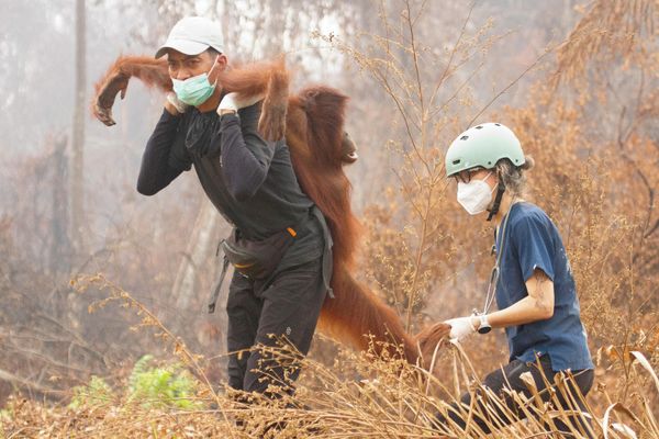 Un rescatista y un veterinario de la fundación para la conservación de la fauna Yayasan Inisiasi Alam Rehabilitasi Indonesia (YIARI) transportan a un orangután tras rescatarlo en una zona de concesión de alto valor de conservación afectada por incendios forestales, en la aldea de Laman Satong, provincia de Kalimantan Occidental, Indonesia. - Sputnik Mundo