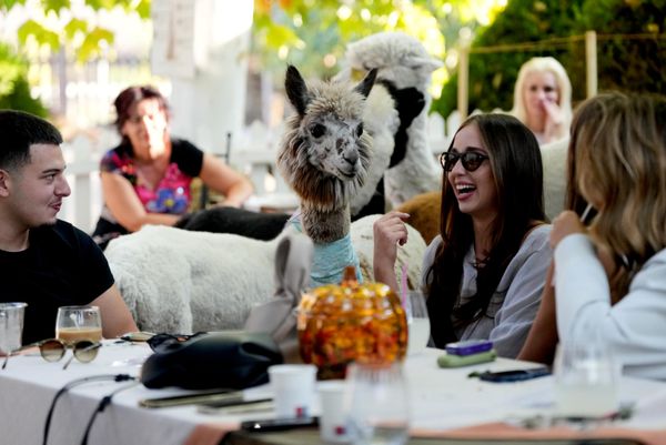 Seis alpacas deambulan entre las mesas del Alpaca Café e interactúan con los clientes en la localidad de Stajicevo, a 50 kilómetros al norte de Belgrado, Serbia. - Sputnik Mundo