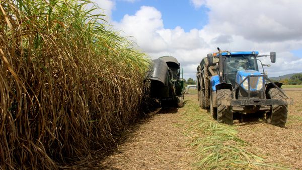  El Niño golpea la producción de azúcar en Ecuador  - Sputnik Mundo