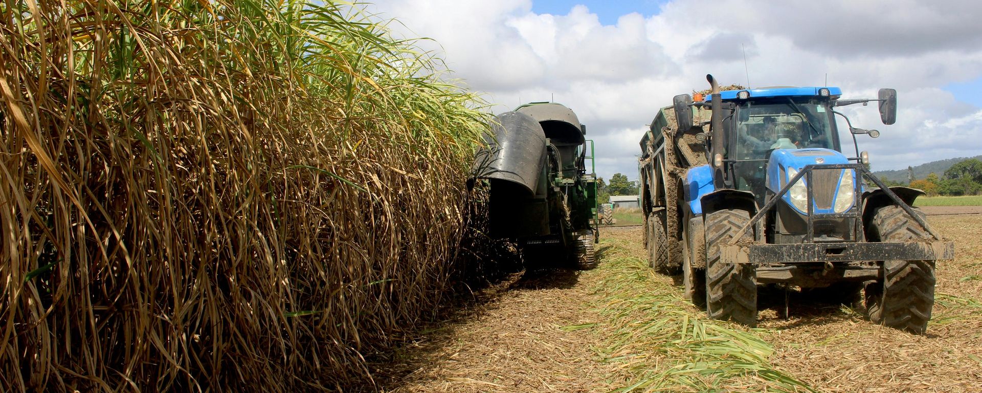  El Niño golpea la producción de azúcar en Ecuador  - Sputnik Mundo, 1920, 03.10.2026