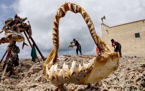 El pescador somalí Alí Hashi y Mohamed Noor Yusuf, de 15 años, secan carne de tiburón salada en la playa en Mogadiscio, Somalia. - Sputnik Mundo