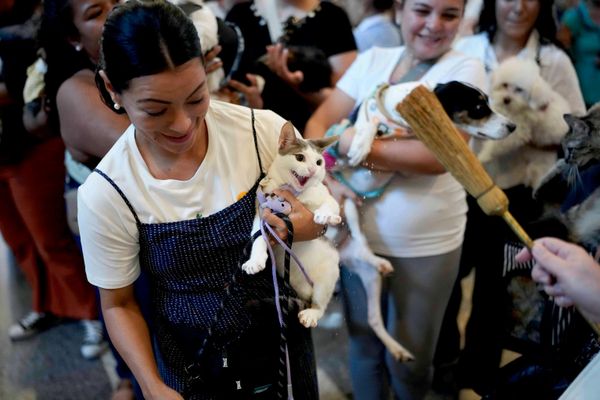 Un gato recibe la bendición de un sacerdote durante una ceremonia en honor a San Francisco de Asís, patrón de los animales, en Ciudad de Panamá, Panamá. - Sputnik Mundo