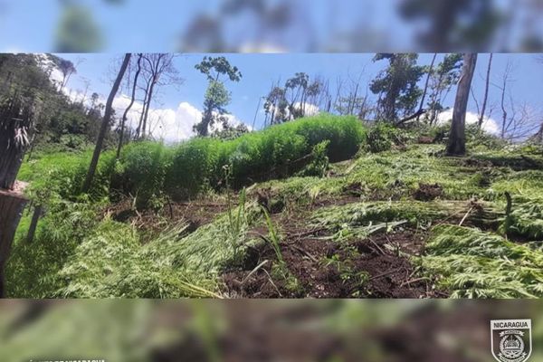 El lugar donde tenían la plantación de marihuana. - Sputnik Mundo