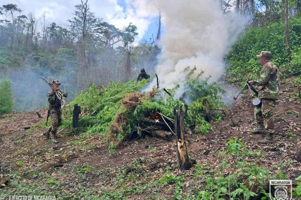 El lugar donde el Ejército encontró el cultivo de marihuana. El lugar donde el Ejército encontró el cultivo de marihuana. - Sputnik Mundo