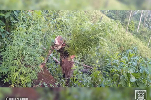 Efectivo del Ejército de Nicaragua en el lugar donde se hallaron plantaciones de marihuana. Efectivo del Ejército de Nicaragua en el lugar donde se hallaron plantaciones de marihuana. - Sputnik Mundo