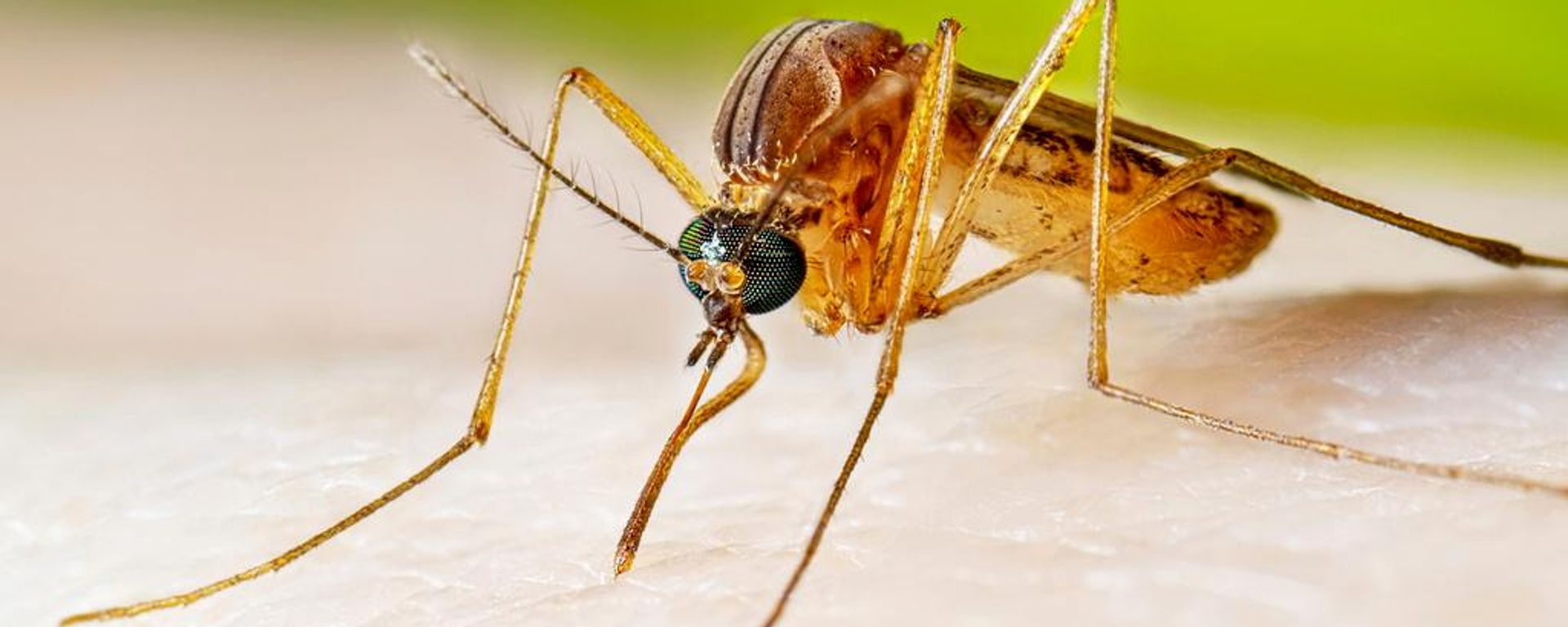 Un mosquito - Sputnik Mundo, 1920, 15.10.2026