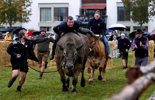 Los jinetes montados en bueyes participan en la tradicional carrera durante un festival de la cerveza en la localidad de Aying, Alemania. - Sputnik Mundo