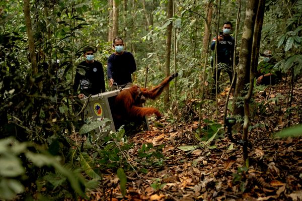 Un orangután de Borneo (Pongo pygmaeus), rescatado de una zona de Indonesia afectada por los incendios forestales, es liberado en su hábitat natural. - Sputnik Mundo