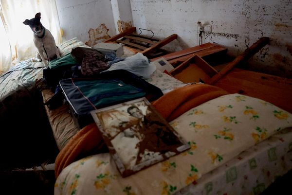 El Gobierno central también desplegó efectivos de la Unidad Militar de Emergencias y de la Policía Nacional para apoyar las labores de respuesta.En la foto: Un perro permanece sobre un mueble en una vivienda afectada por las inundaciones en Els Poblets, provincia de Alicante. - Sputnik Mundo