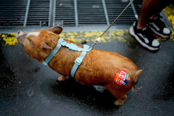 El cambio de tendencia fue especialmente significativo en Sao Paulo, Minas Gerais y Río de Janeiro. Según informaciones de los medios, estos estados desempeñaron un papel clave en el vuelco electoral. En la foto: un cerdo de un simpatizante de Lula lleva accesorios electorales mientras su dueño espera los resultados de la segunda vuelta en Sao Paulo. - Sputnik Mundo