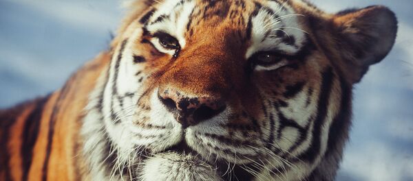 Амурский тигр - Sputnik Mundo