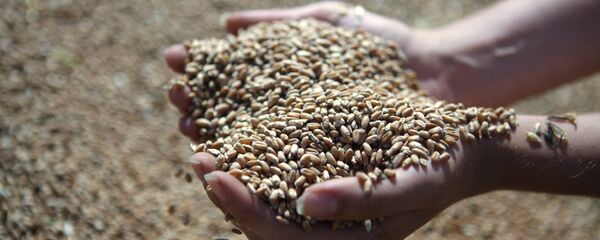 Grano - Sputnik Mundo