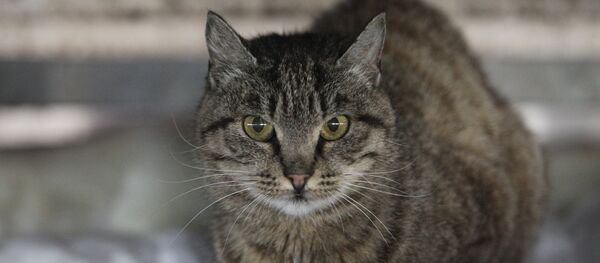 Gato ladrón de la marisquería de Vladivostok Gato ladrón de la marisquería de Vladivostok - Sputnik Mundo