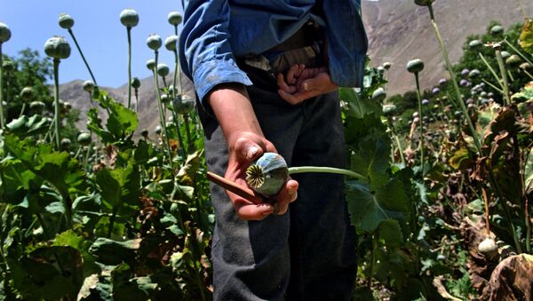 Campo de amapolas en Afganistán (archivo) - Sputnik Mundo