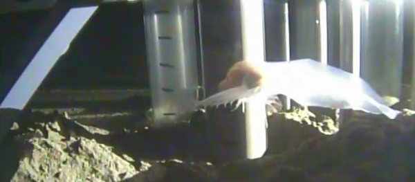 Descubren un pez que vive a ocho km de profundidad en la fosa de las Marianas - Sputnik Mundo