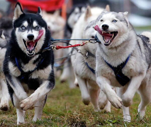 Las imágenes más destacadas de Instagram en 2014 - Sputnik Mundo