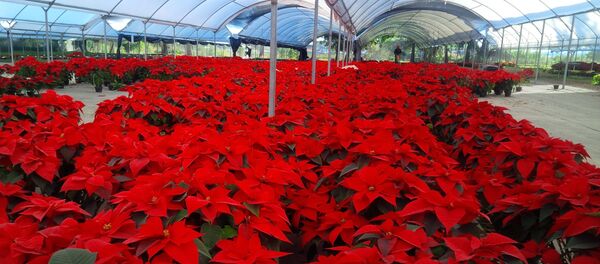 Flores de la Nochebuena - Sputnik Mundo